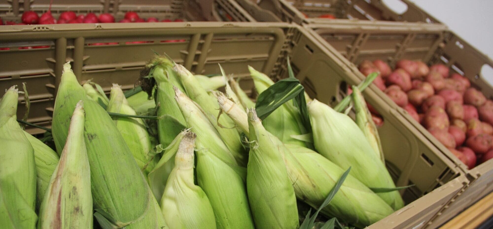 shelf with corn and other produce